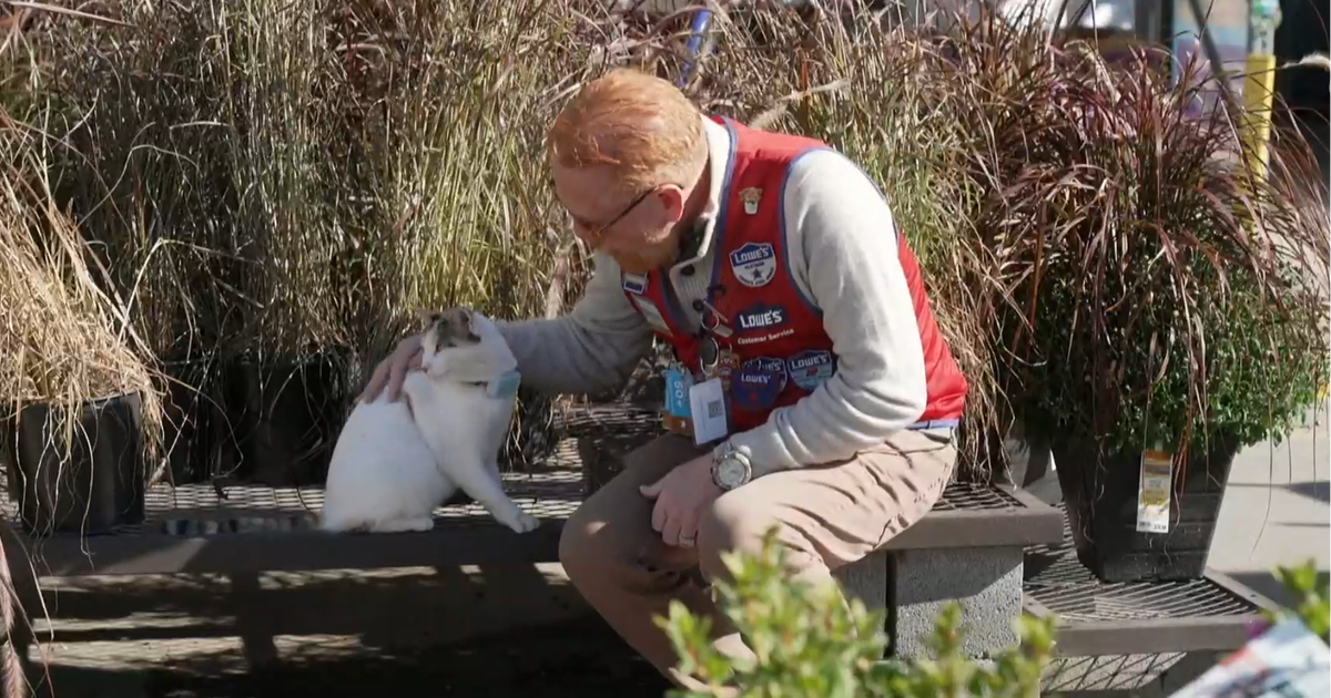 When the beloved resident cat of a Virginia Lowe's disappeared, staff pulled out all the stops to find her