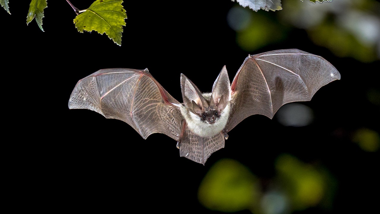 Nevada wildlife department confirms fungus linked to deadly white-nose syndrome in bats