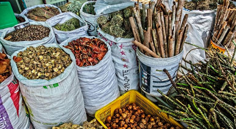 Traditional medicine use is now a global reality: WHO