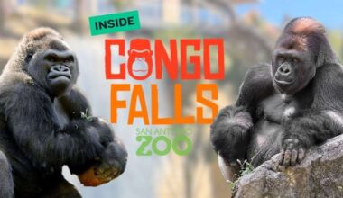 Inside the record-breaking new Congo Falls at the San Antonio Zoo