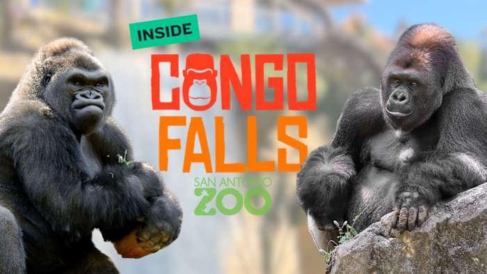 Inside the record-breaking new Congo Falls at the San Antonio Zoo