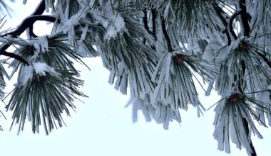 Free 'Winter Wonderland' event planned in SE San Diego's Festival Park