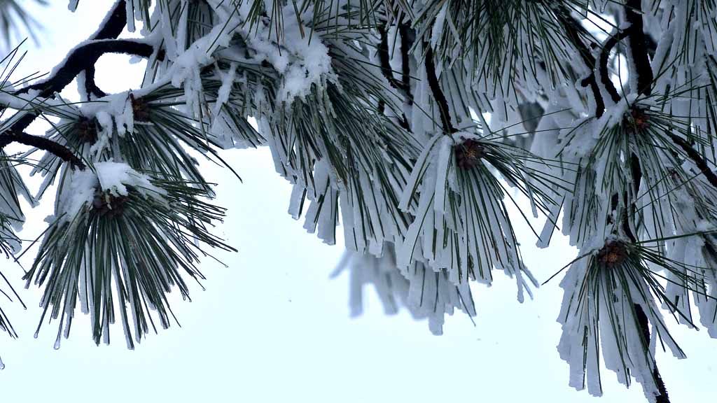 Free 'Winter Wonderland' event planned in SE San Diego's Festival Park