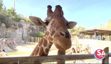 Walk on the 'wild side' at Methodist Healthcare's Health Walk at SA Zoo