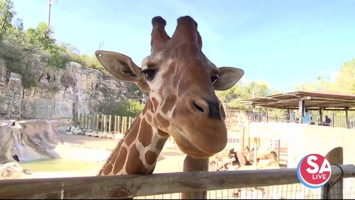 Walk on the 'wild side' at Methodist Healthcare's Health Walk at SA Zoo