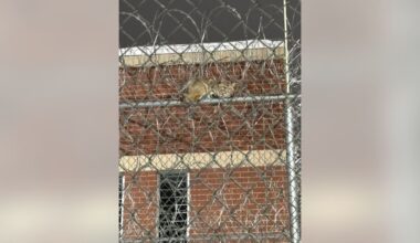 Michigan bobcat perches itself on Upper Peninsula prison fence