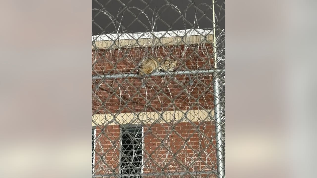 Michigan bobcat perches itself on Upper Peninsula prison fence