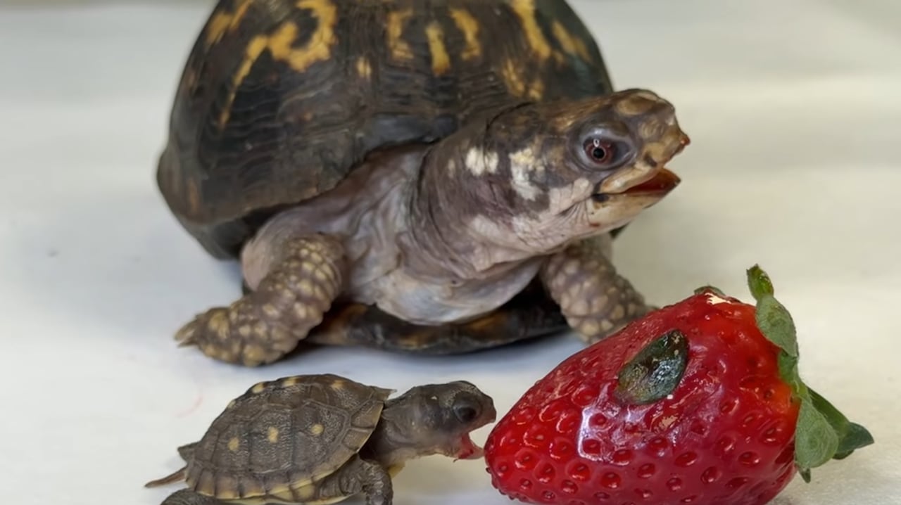An adult turtle and a wee baby turtle enjoy a strawberry together