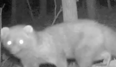 Rare animal seen in Ohio for first time in over 100 years in astonishing new footage