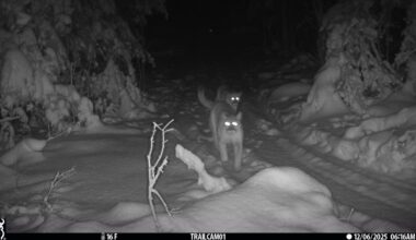 Cougars in Michigan: Elusive cubs spotted with mother in Upper Peninsula