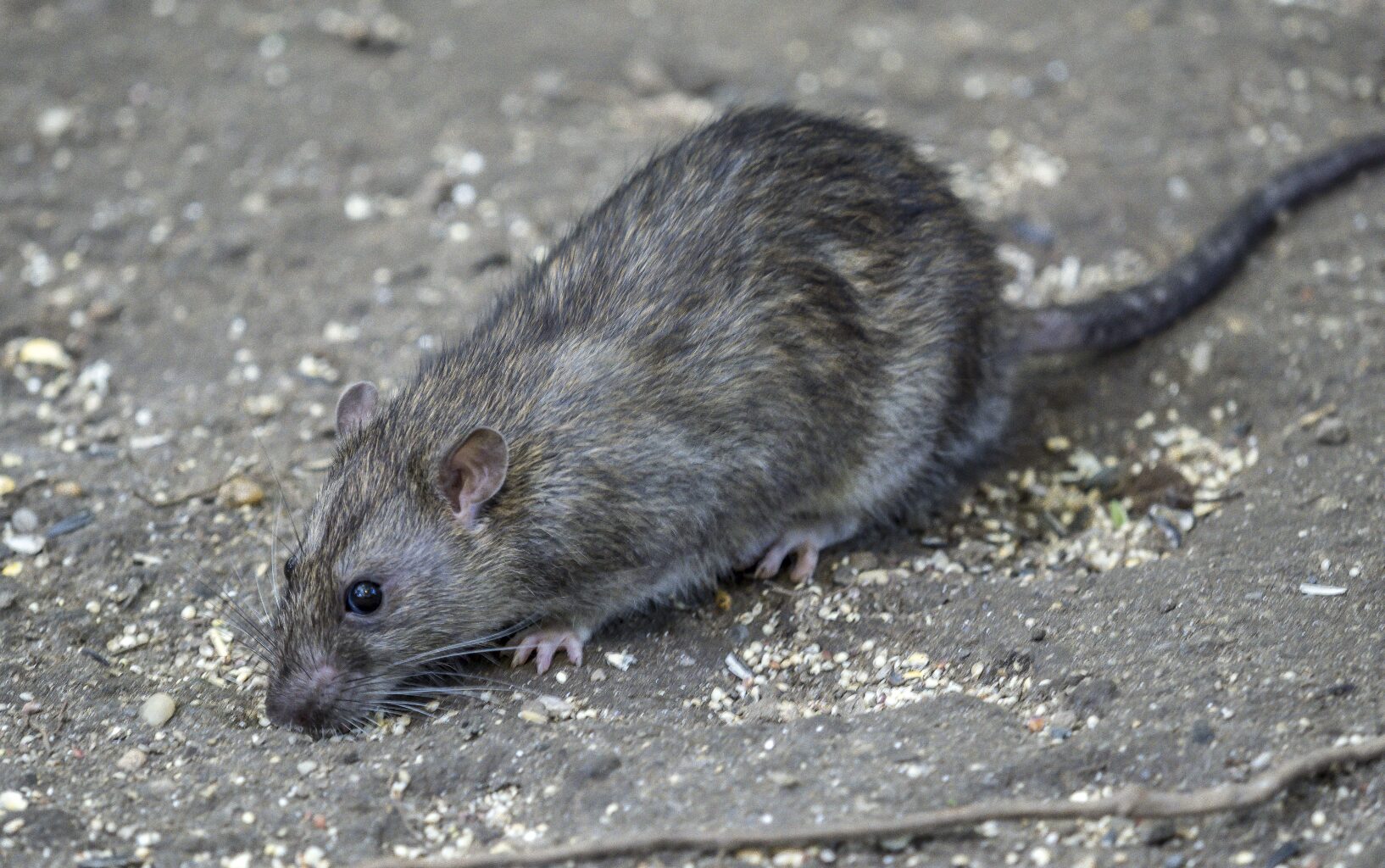 Here is What it Does