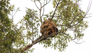 Yellow-legged hornet nest found in York County, first sighting outside Lowcountry
