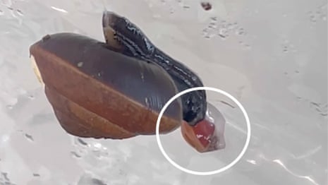 Footage shows snail on the brink of extinction giving birth through its neck - video 