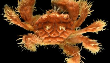 Scientists found creatures never seen before by diving into the ocean's 'twilight zone'