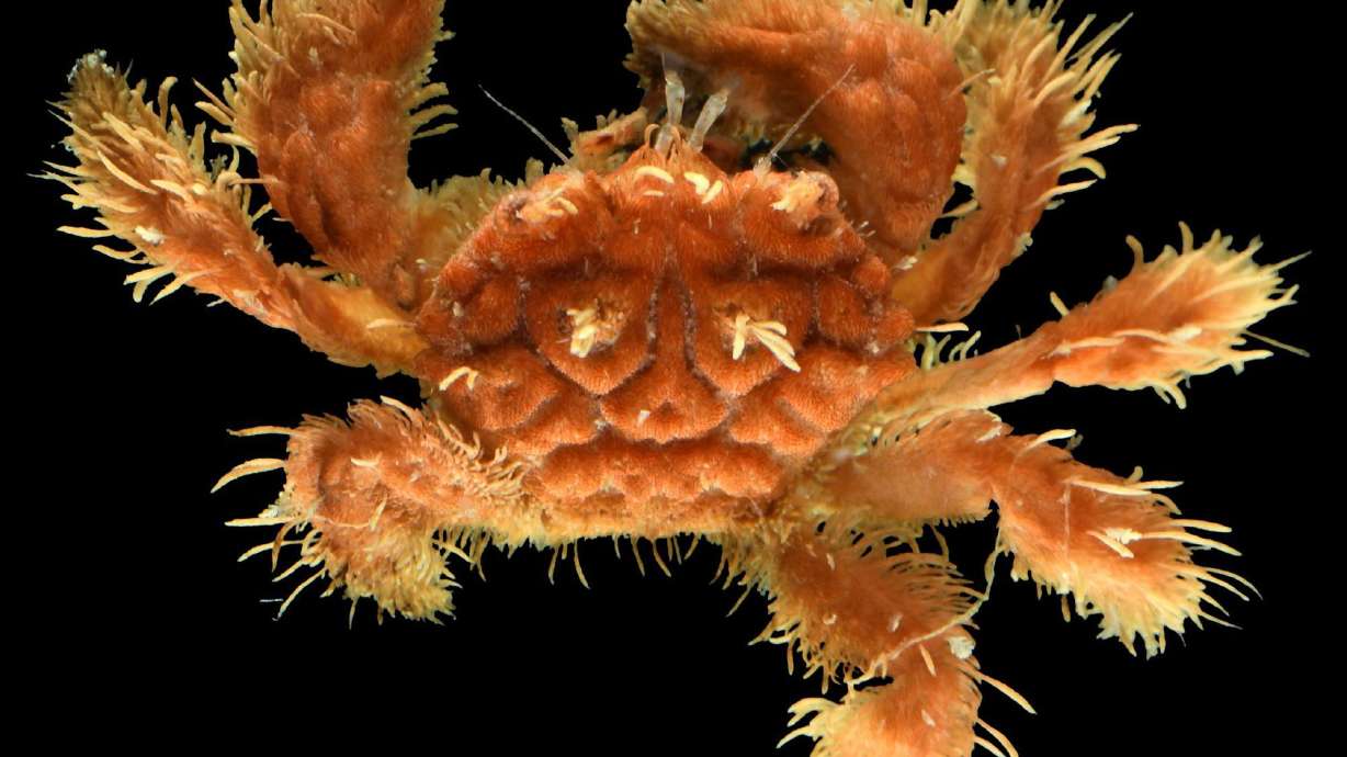 Scientists found creatures never seen before by diving into the ocean's 'twilight zone'