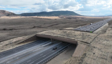 North America's largest wildlife overpass opens over busy, remote road
