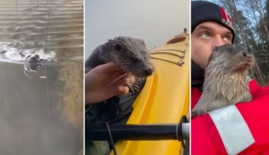 Rescued otter lives in the wild but hits up human for kayak rides