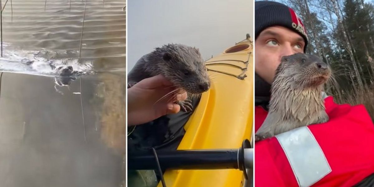 Rescued otter lives in the wild but hits up human for kayak rides