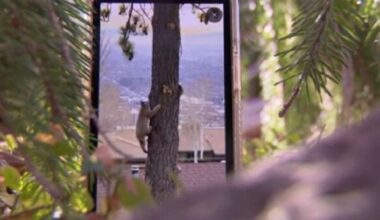 Video captures bobcat encounter in SLC's Avenues neighborhood