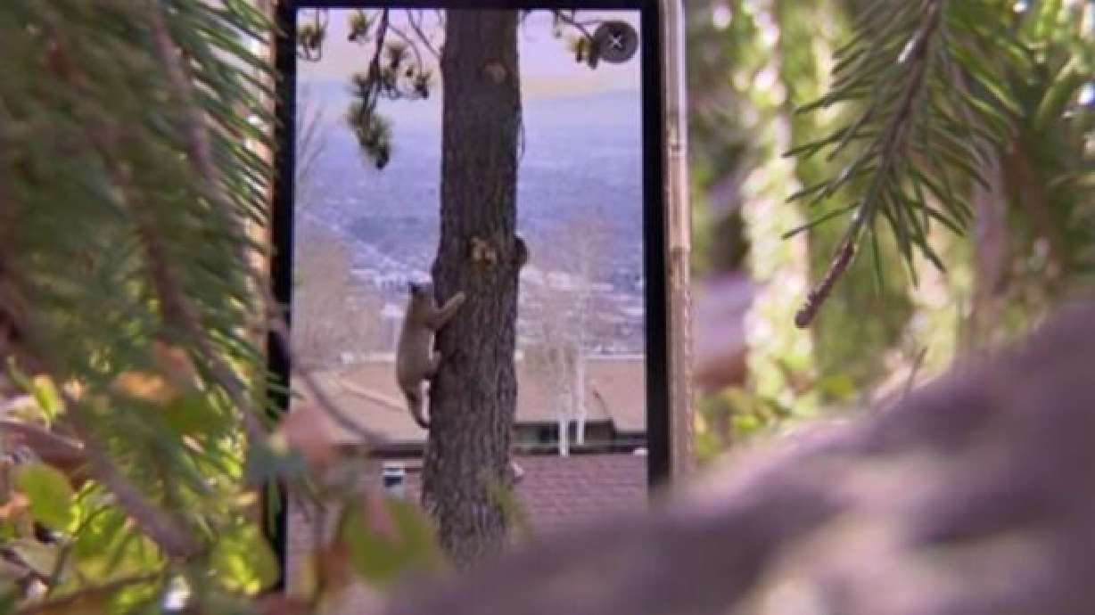 Video captures bobcat encounter in SLC's Avenues neighborhood