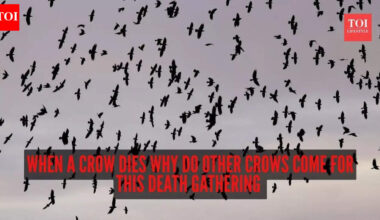 Crow funeral: When a crow dies why do other crows come for this death gathering? Science reveals unbelievable facts