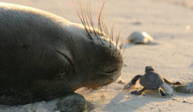 Public urged to comment on proposed Trump changes to Endangered Species Act : Maui Now