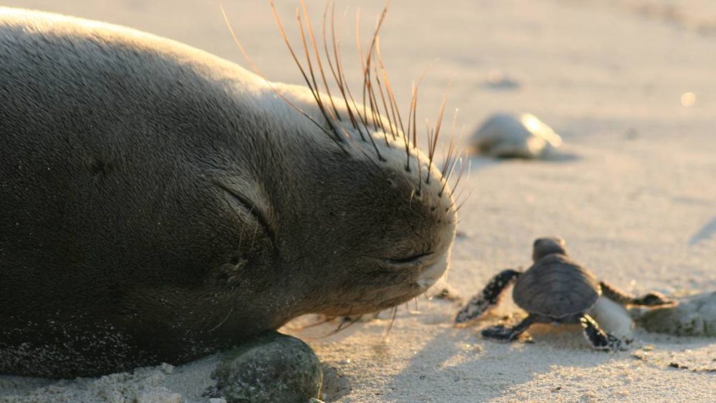 Public urged to comment on proposed Trump changes to Endangered Species Act : Maui Now