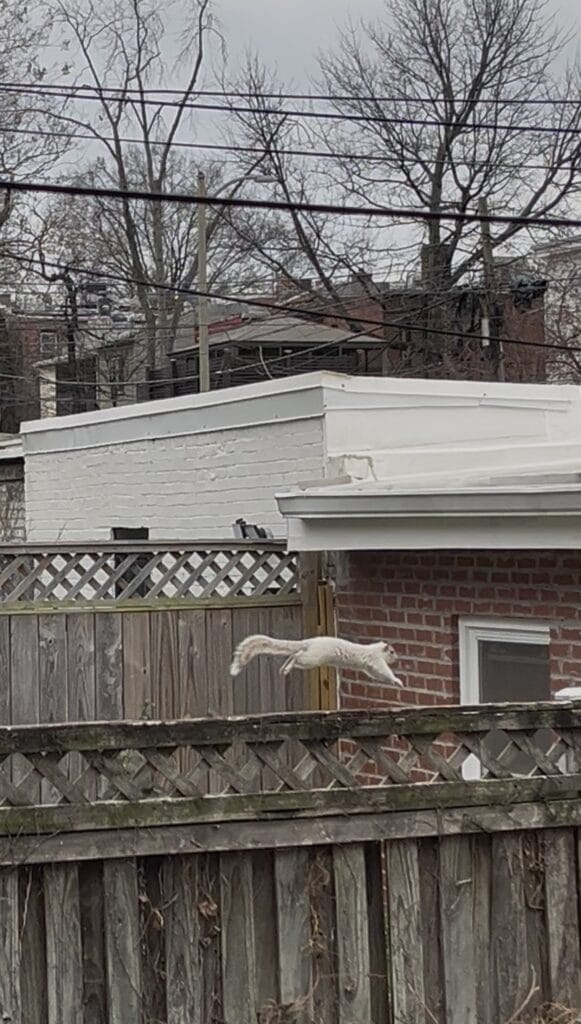 Friends of the White Whale Society Presents “in mid flight”