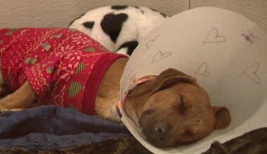 Maricopa County animal shelter seeks Christmas miracles for 600 dogs