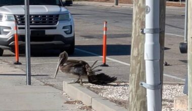 Brown pelicans found with intentional injuries linked to commercial fishing, bird rescue says