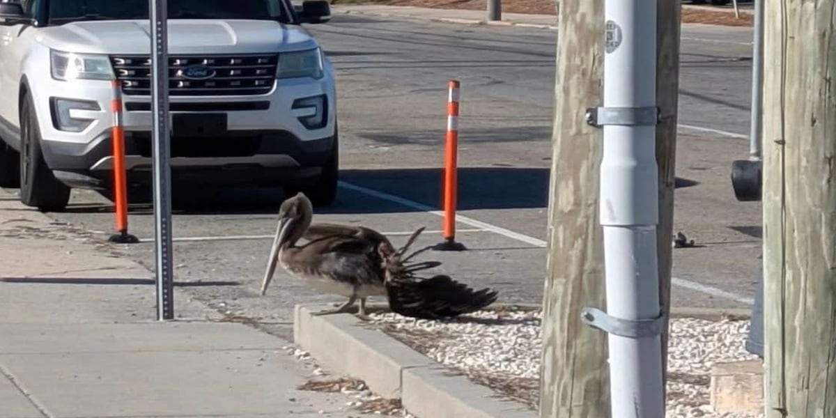 Brown pelicans found with intentional injuries linked to commercial fishing, bird rescue says