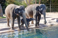 Lady Bird, an Asian elephant born in August 2025, (center) is with her mother Bluebonnet...