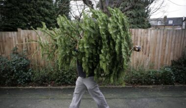 Where to recycle your Christmas tree in Dallas-Fort Worth