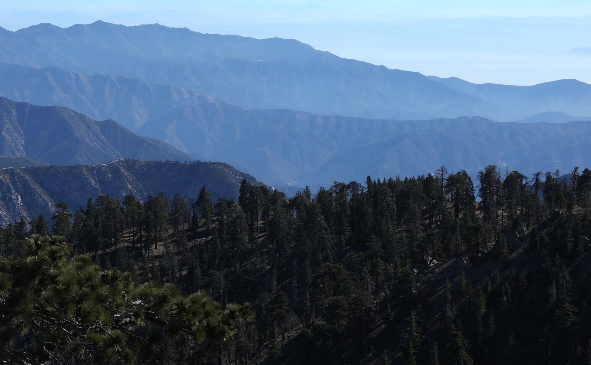 layers of mountains covered in evergreen and pine trees