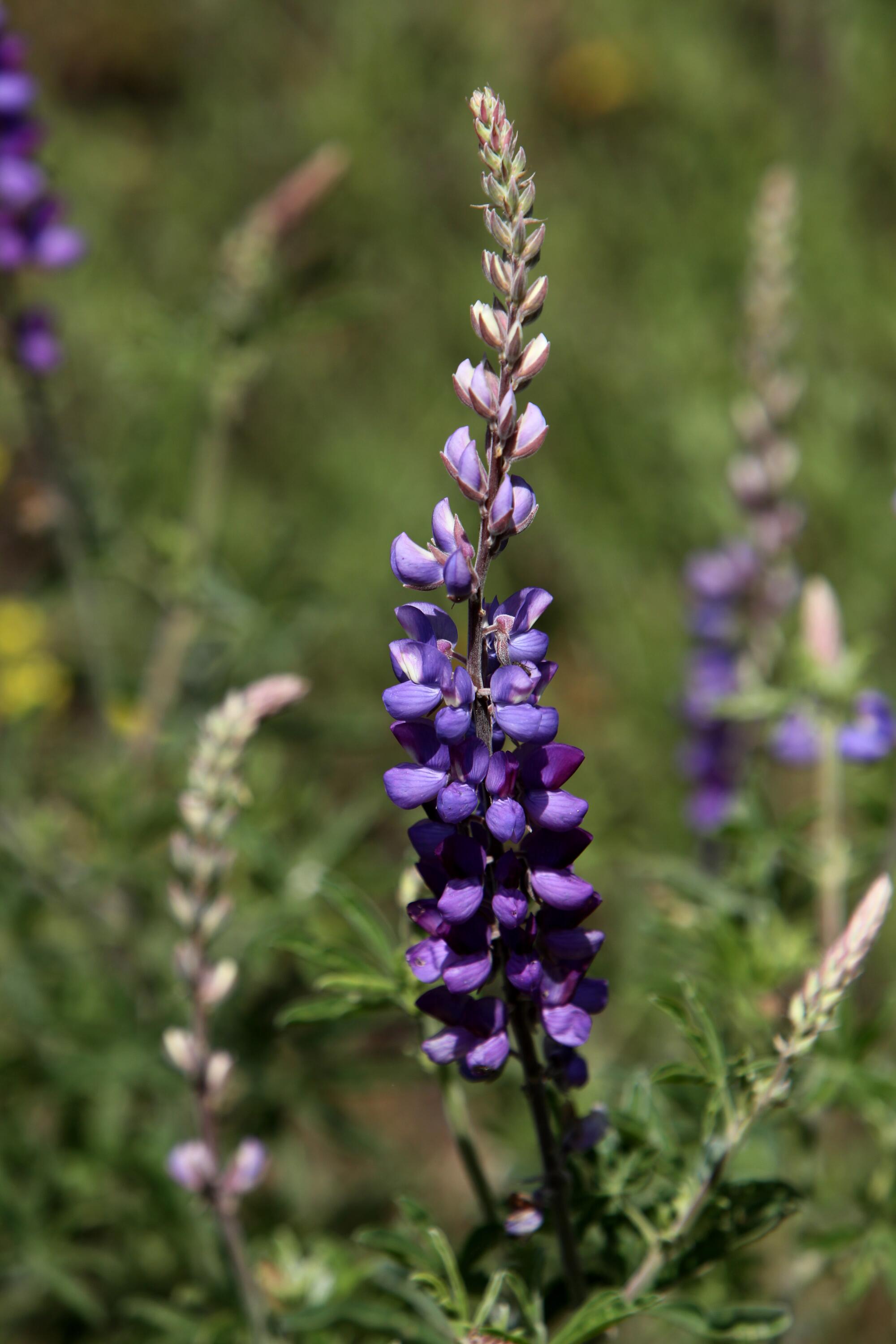 tall skinny plant with purple petals
