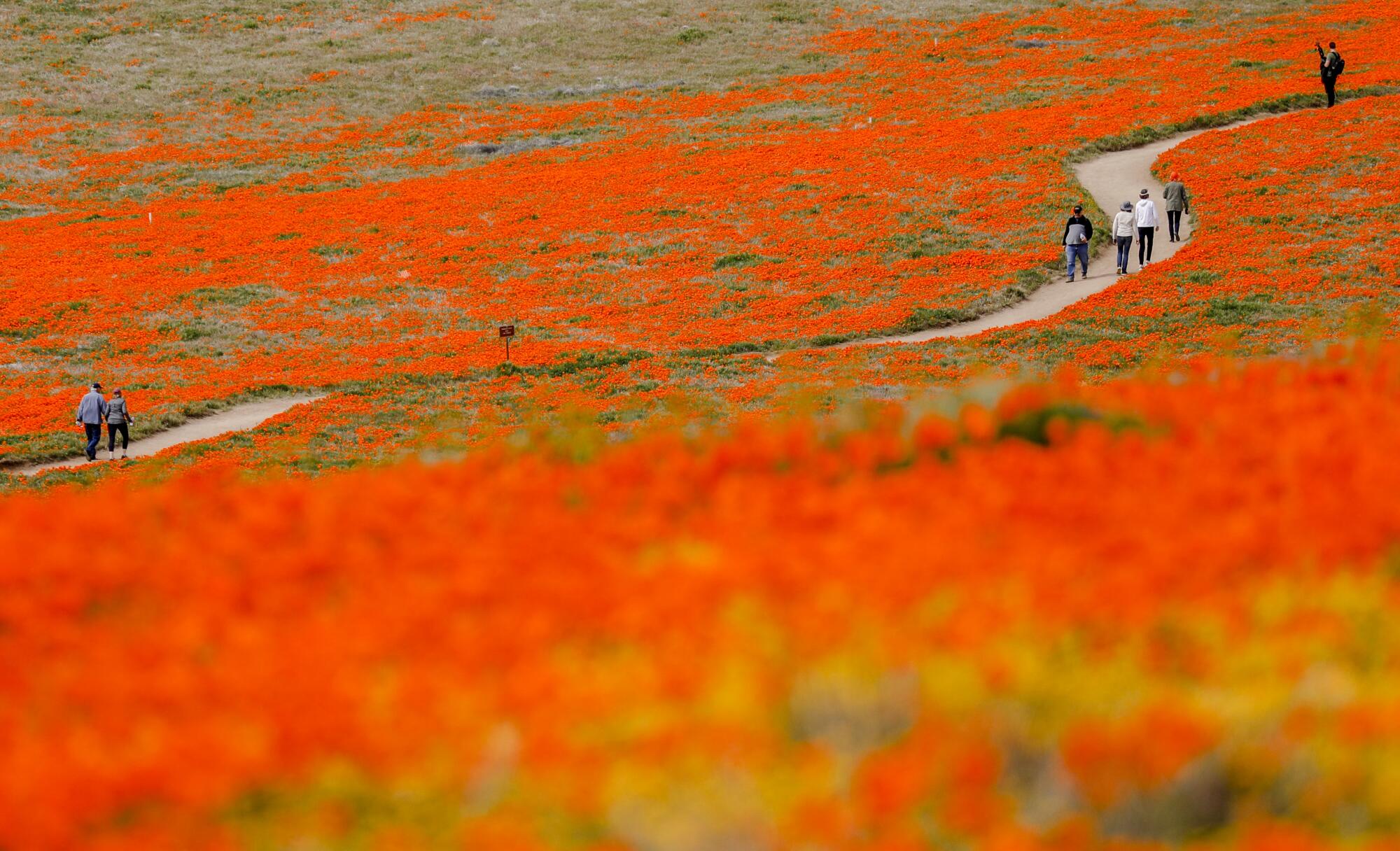 Visitors walk through fields of California poppies.