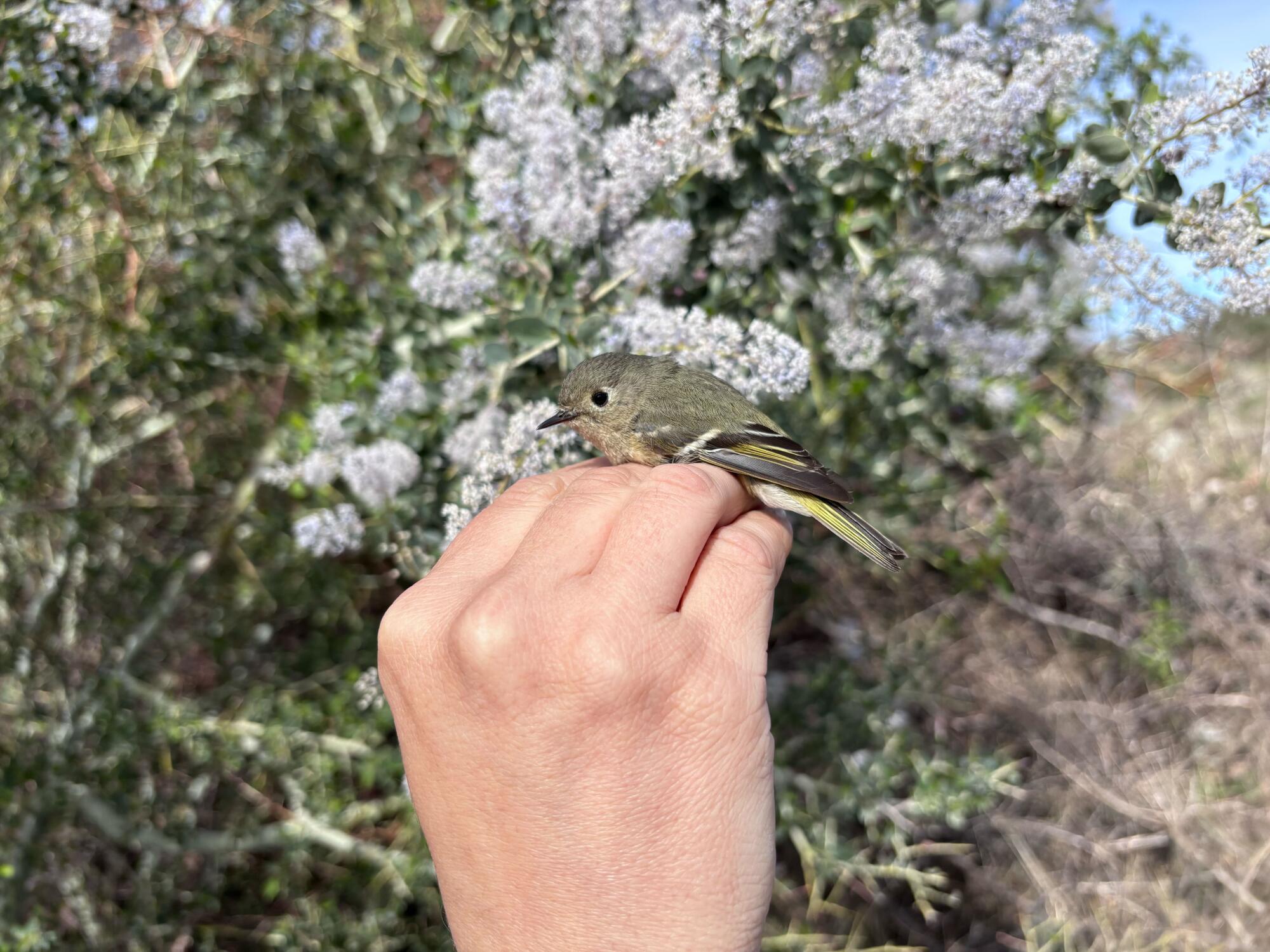 A small olive-gray songbird with white and black wing bars, gently held by a human in their hand