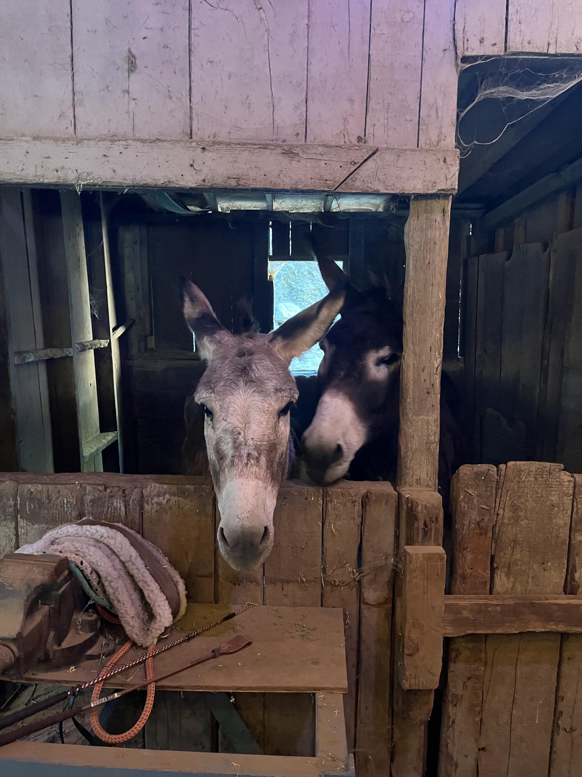 Two donkeys peer out of a stall.