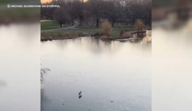Central Park coyote takes stroll across frozen Turtle Pond in NYC