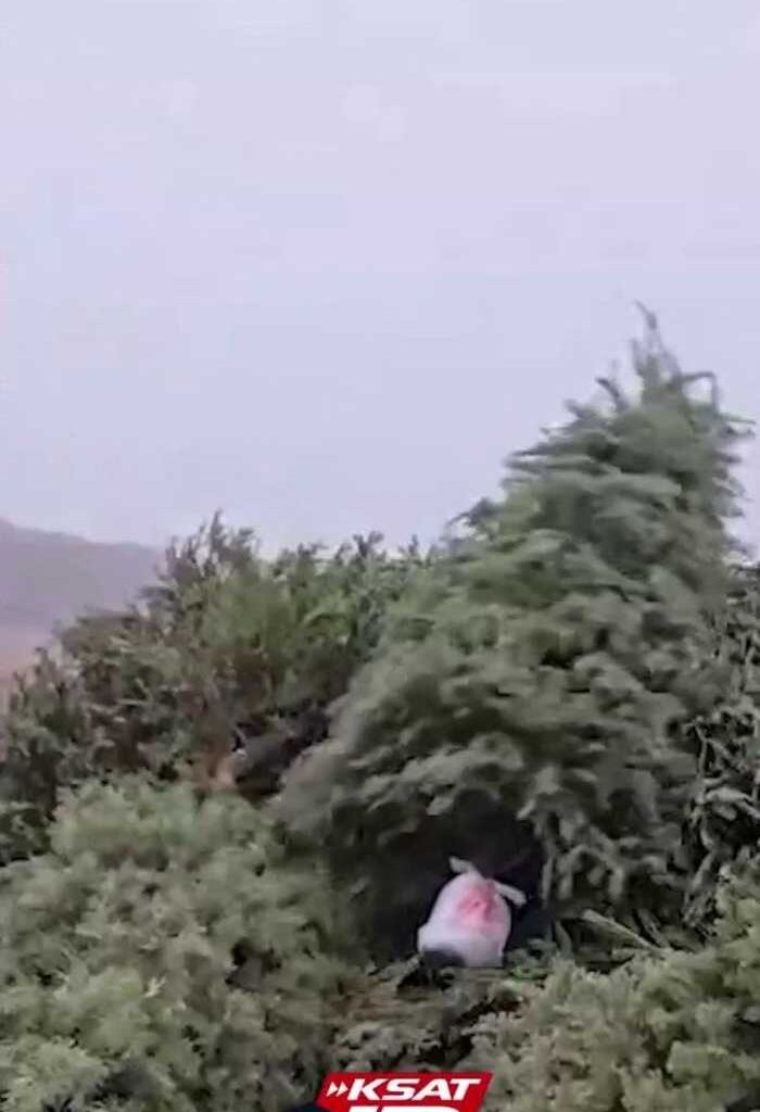 Here’s how to recycle Christmas trees, lights in San Antonio