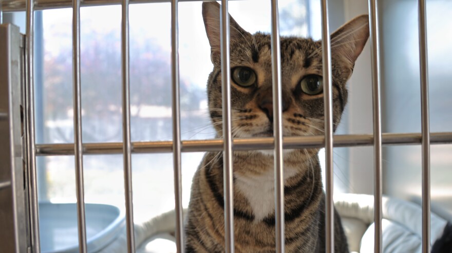Georgie at the Farmers Branch Adoption Center on Sept. 3. He will soon have his own dedicated area after the City Council told staff to move ahead with a 1,000-square-foot expansion.