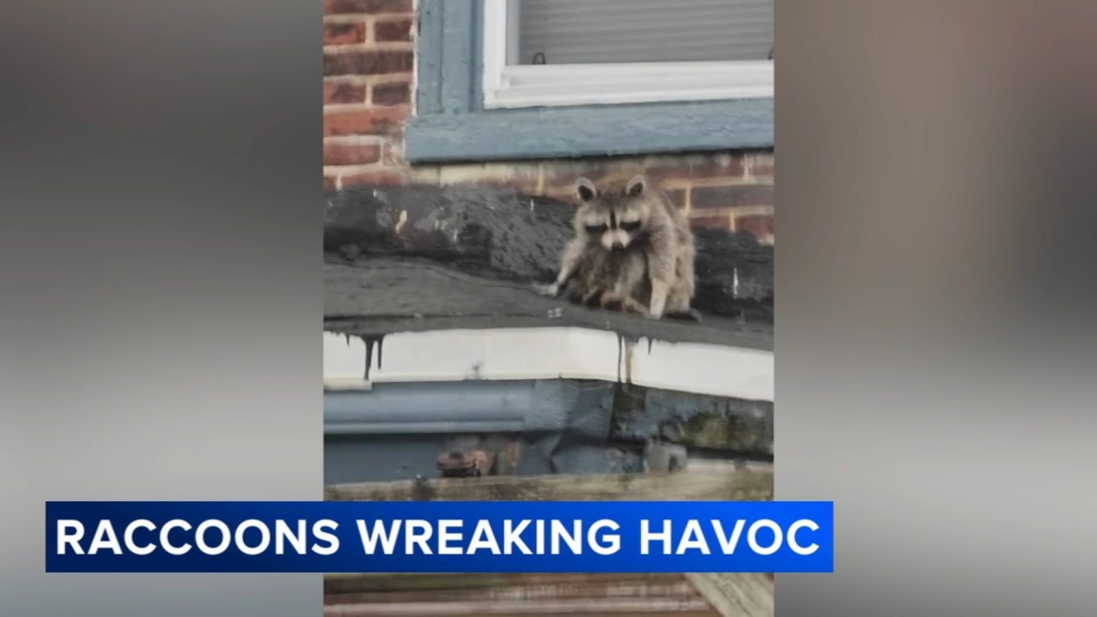 Neighbors in Southwest Philadelphia call for action as raccoon problems persist