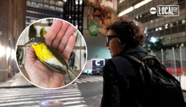 On the frontlines of the fight for a bird-friendly NYC