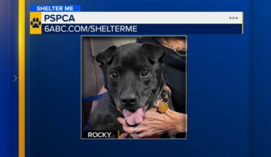 Shelter Me: Meet Rocky from the Pennsylvania SPCA