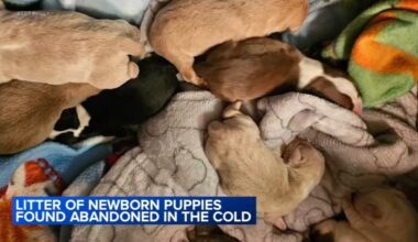 Newborn puppies found abandoned in South Philadelphia