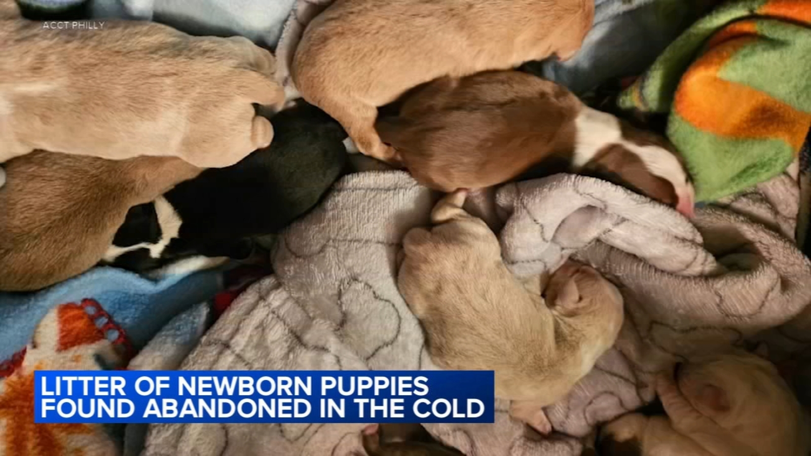 Newborn puppies found abandoned in South Philadelphia