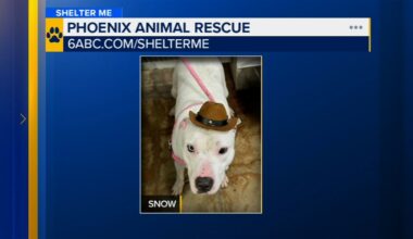 Shelter Me: Meet Snow from Phoenix Animal Rescue!