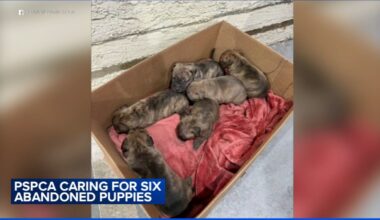 Pennsylvania SPCA caring for puppies left in Center City Philadelphia parking lot