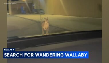 Wallaby named Rex found safe after escaping from Lots of Love Farm in Williamstown