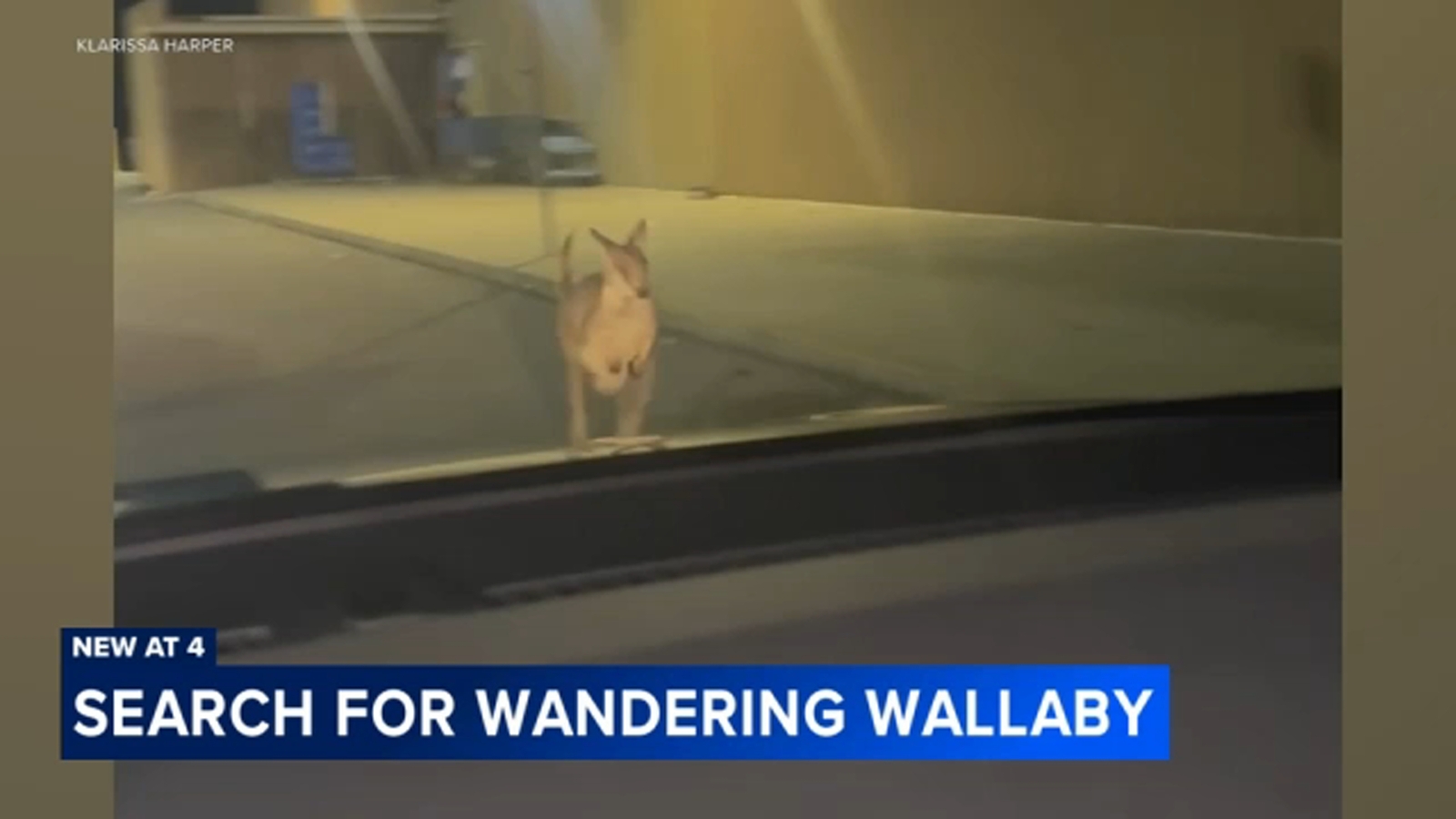 Wallaby named Rex found safe after escaping from Lots of Love Farm in Williamstown